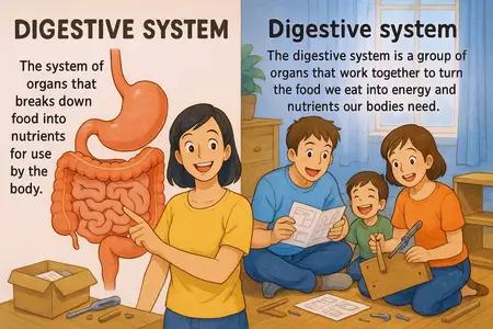 digestive system Simple Definition