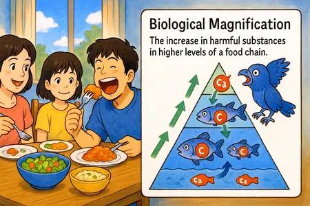 biological magnification Simple Definition