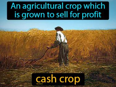 cash crop Simple Definition
