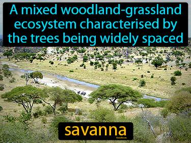 savanna Simple Definition