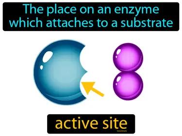 active site Simple Definition