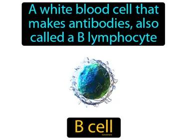 B cell Simple Definition