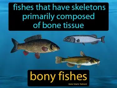 bony fishes Simple Definition