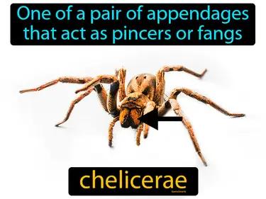 chelicerae Simple Definition