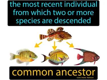 common ancestor Simple Definition