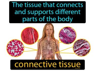 connective tissue Simple Definition