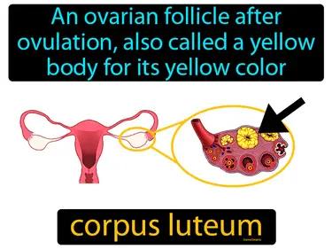 corpus luteum Simple Definition
