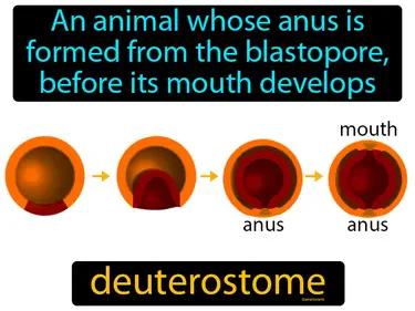 deuterostome Simple Definition