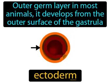 ectoderm Simple Definition