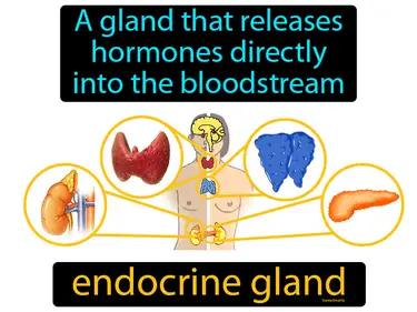 endocrine gland Simple Definition