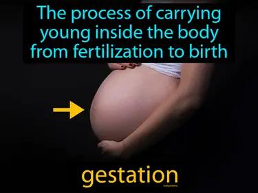 gestation Simple Definition
