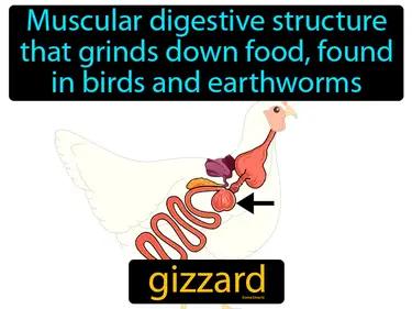 gizzard Simple Definition