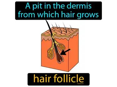 hair follicle Simple Definition