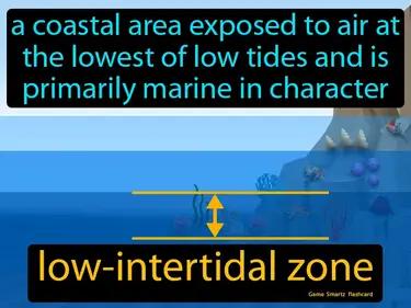low-intertidal zone Simple Definition
