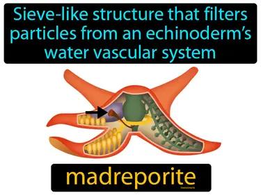 madreporite Simple Definition