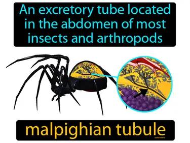 malpighian tubule Simple Definition