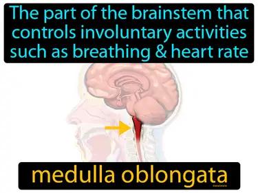 medulla oblongata Simple Definition