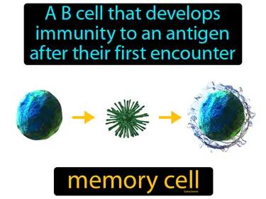 memory cell Simple Definition