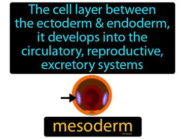 mesoderm Simple Definition