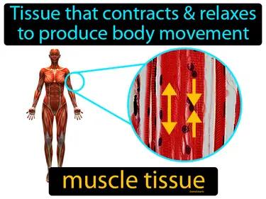 muscle tissue Simple Definition