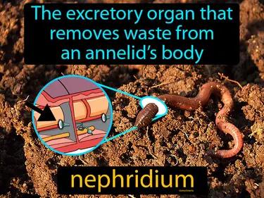 nephridium Simple Definition