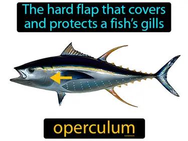 operculum Simple Definition