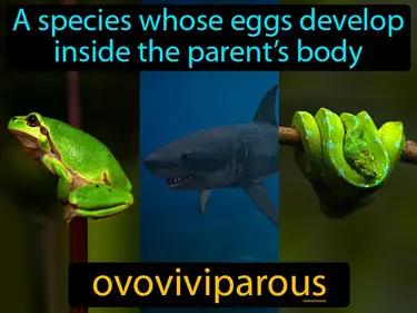 ovoviviparous Simple Definition