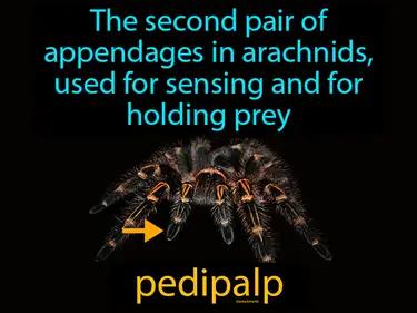 pedipalp Simple Definition
