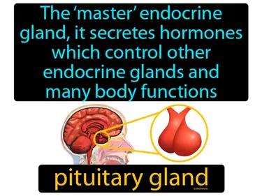 pituitary gland Simple Definition