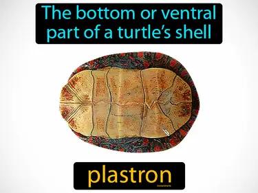 plastron Simple Definition