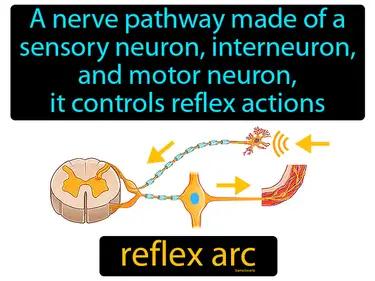 reflex arc Simple Definition