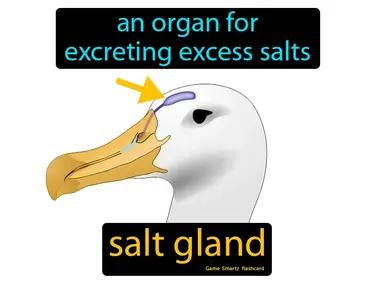 salt gland Simple Definition