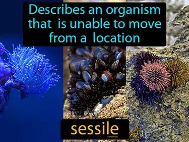 sessile Simple Definition