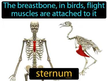 sternum Simple Definition