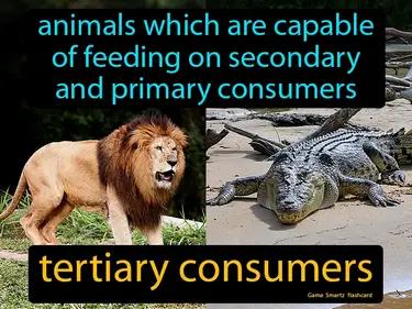 tertiary consumers Simple Definition