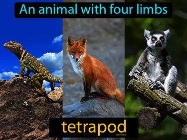 tetrapod Simple Definition