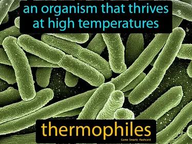 thermophiles Simple Definition