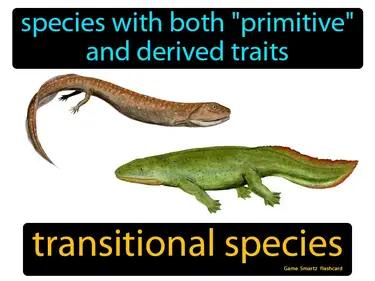 transitional species Simple Definition