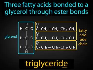 triglyceride Simple Definition