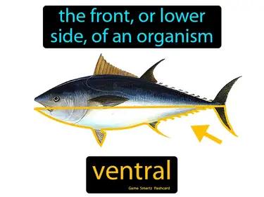 ventral Simple Definition