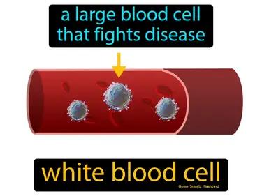 white blood cell Simple Definition
