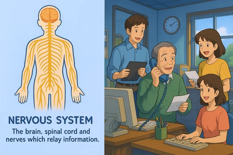 What is the Nervous System? - Easy to Understand