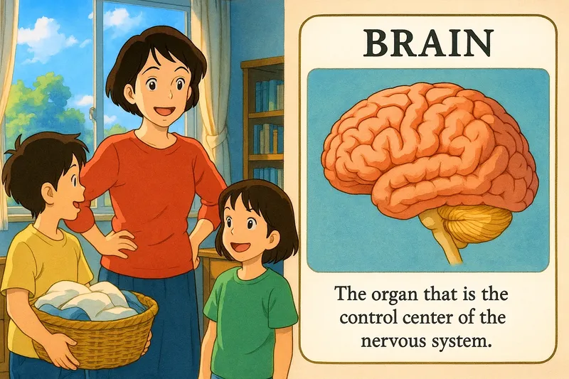 What is the Brain? - Easy to Understand What is the Brain? - Easy to Understand