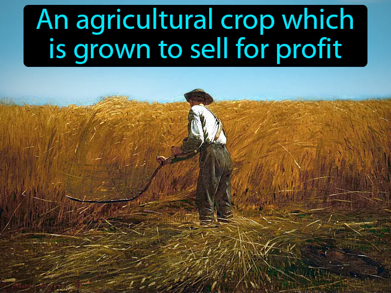 Cash Crop Definition
