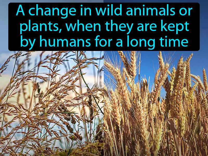 Domestication Definition