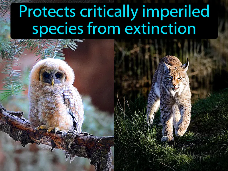 Endangered Species Act Definition Endangered Species Act Definition