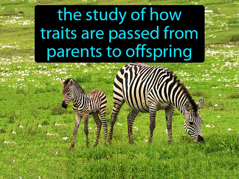 Genetics Definition Genetics Definition