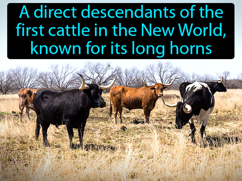 Longhorn Definition Longhorn Definition