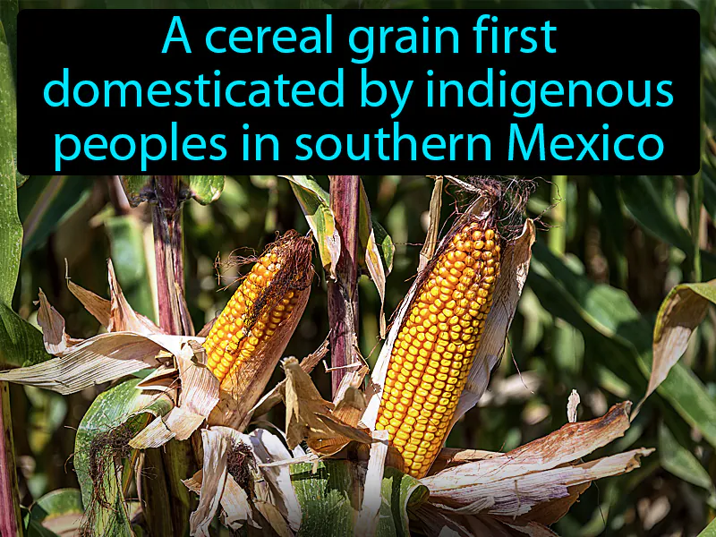 Maize Definition Maize Definition