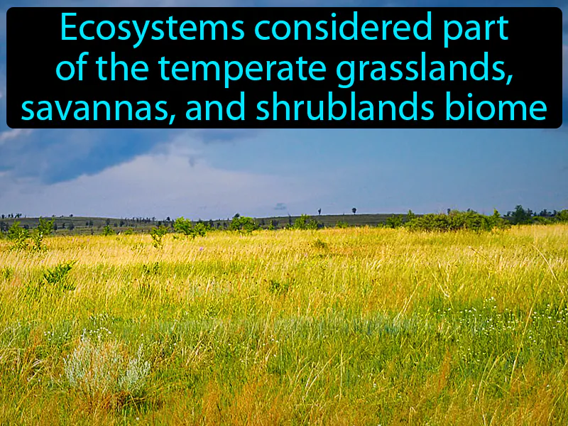 Prairie Definition Prairie Definition